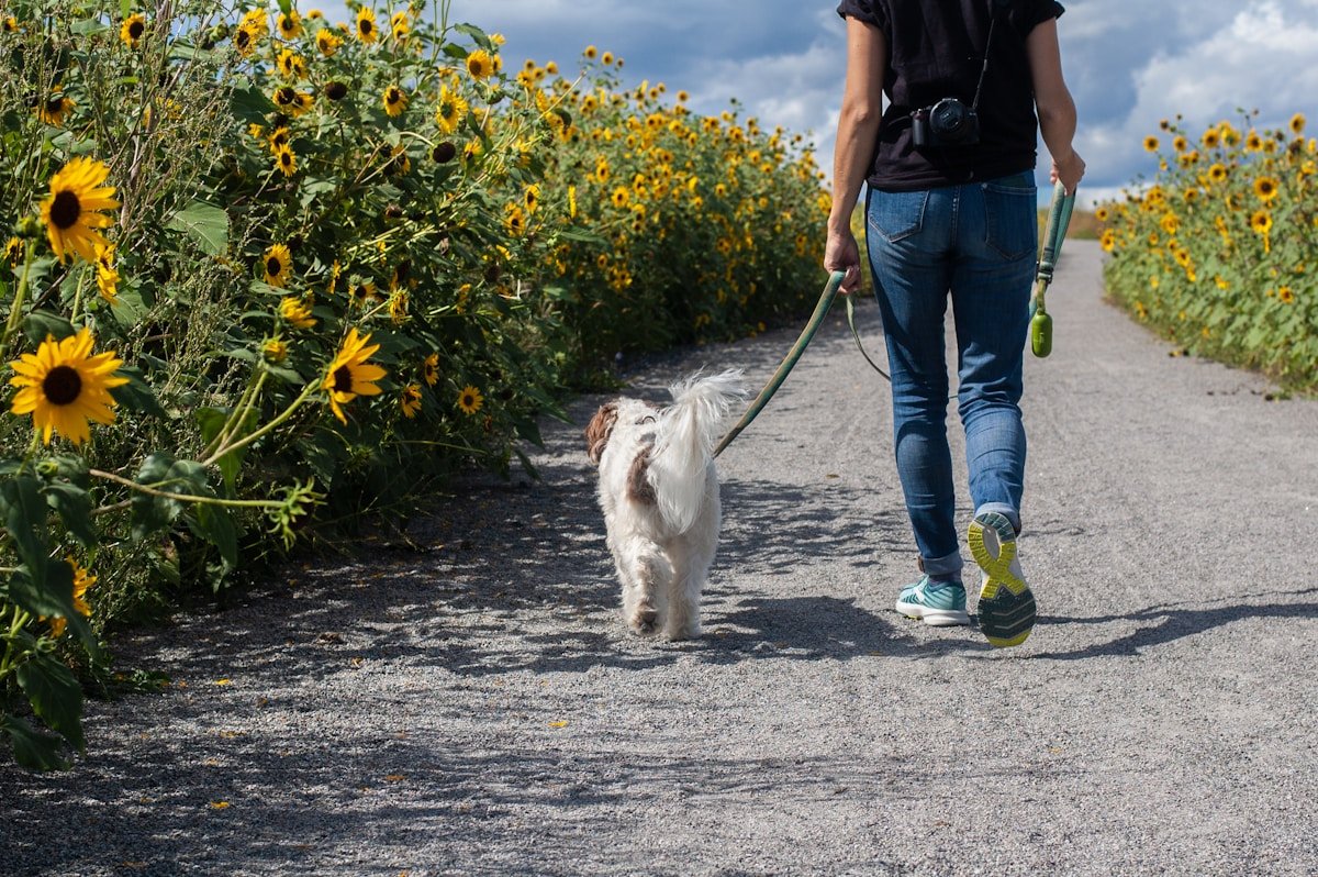 A dog and their owner walking together
