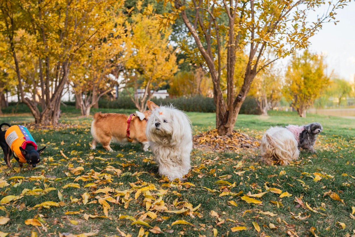 Dogs playing together outdoors