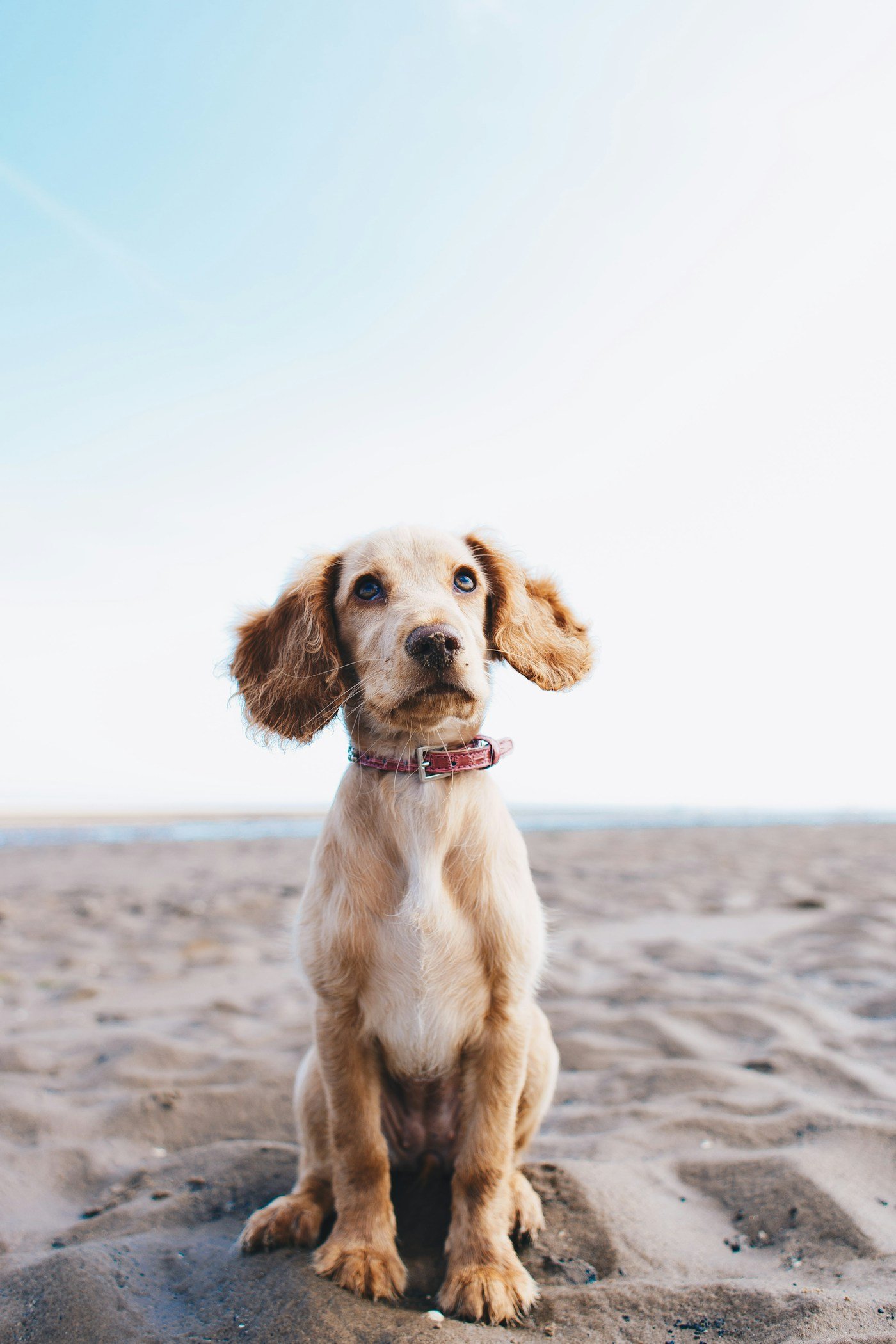 A puppy sitting on the beach, ready for their next adventure