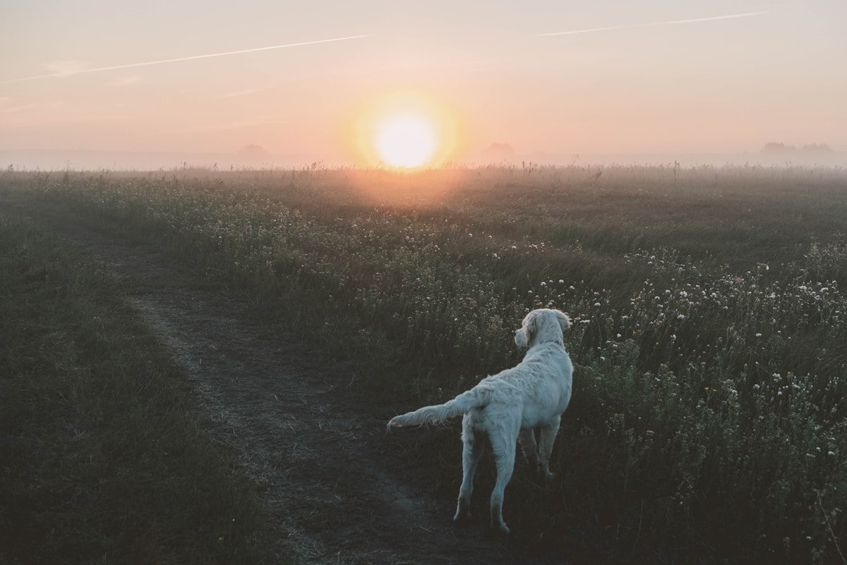 A dog standing on a countryside path